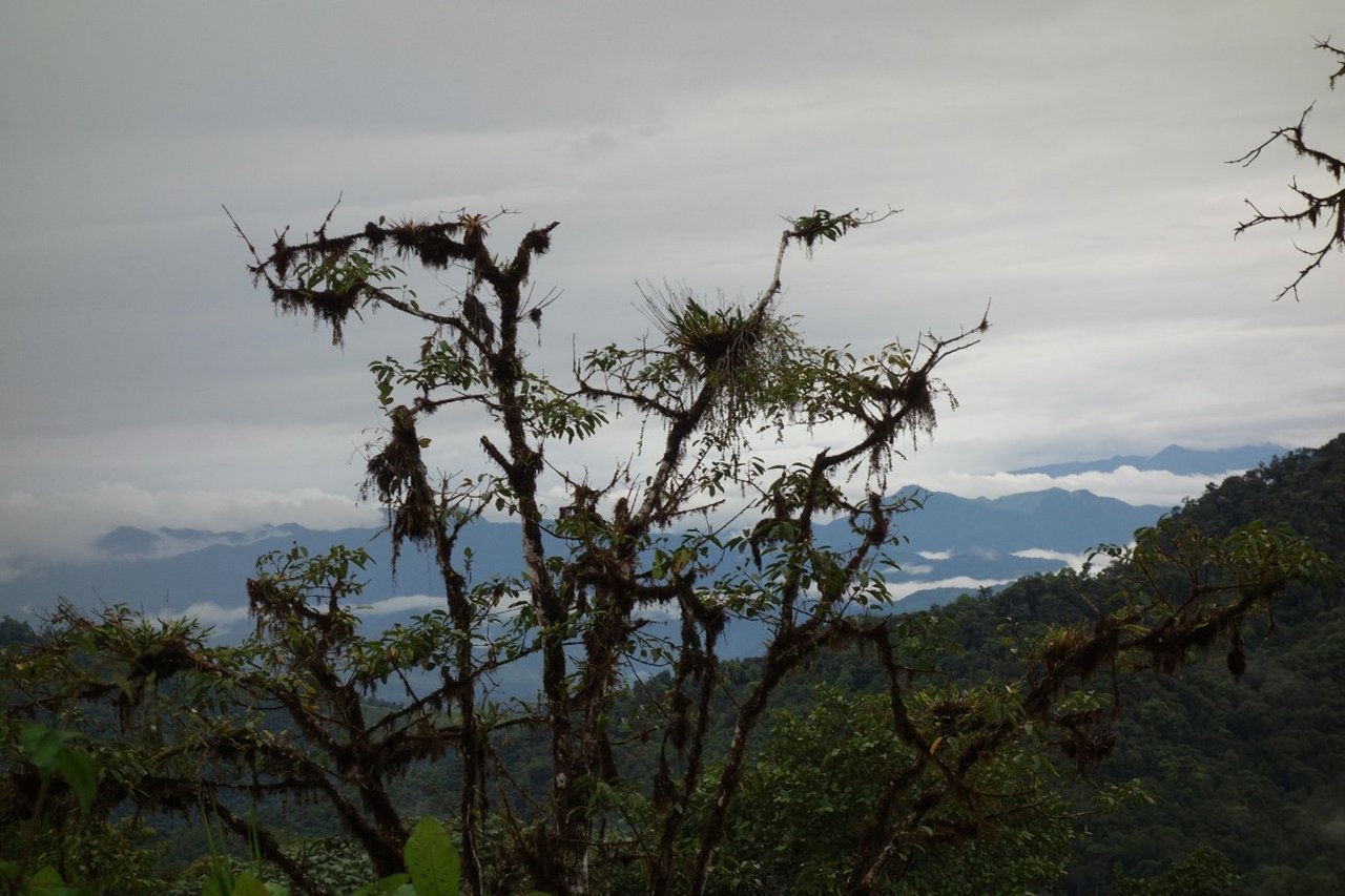 Los Cedros cloud forest. Source: AG